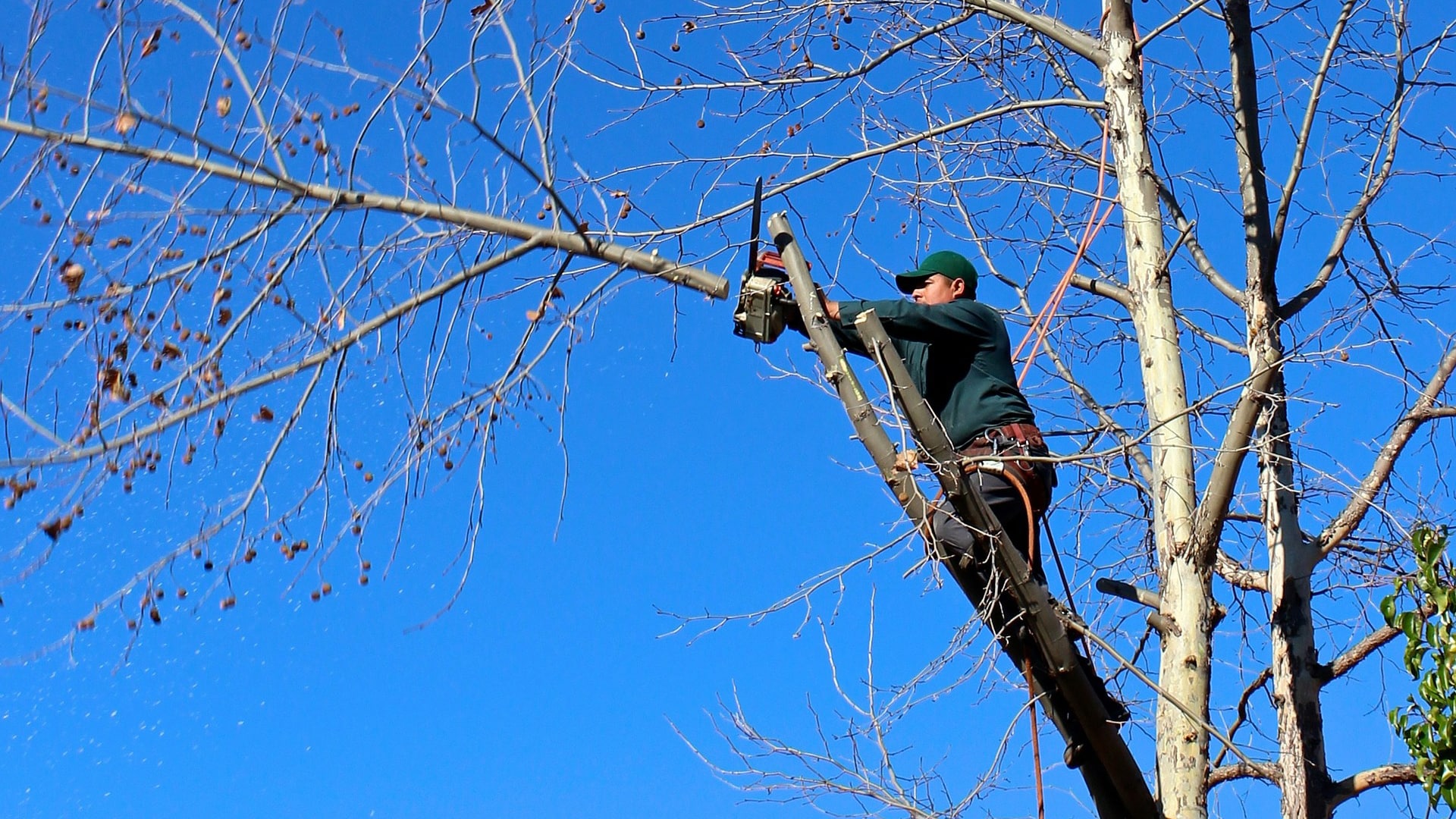 Are You Pruning Your Profit?