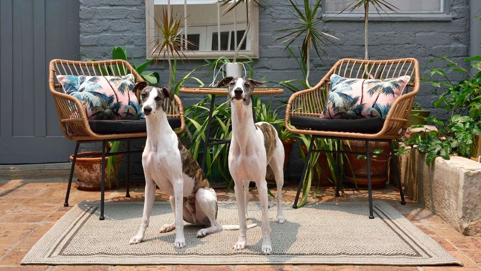 outdoor space patio styling with 2 english greyhound dogs in front